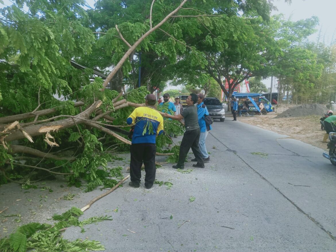 Pohon Tumbang, Babinsa Dawarblandong Dan Petugas PUPR  Lakukan Evakuasi
