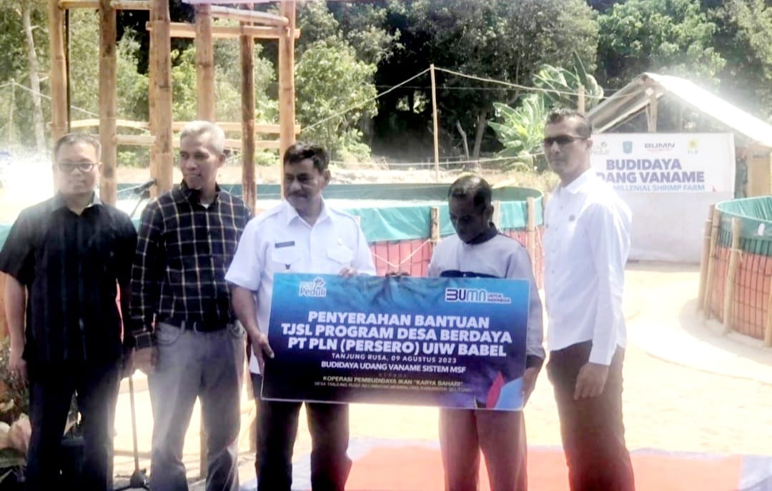 Melalui Program TJSL PLN Peduli, Kelompok Koperasi Karya Bahari Desa Tanjung Rusa Tebar Benur Perdana Tambak Millenial Shrimp Farm
