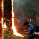 Lahan Pinus hutan pendidikan IPB Gunung Walat Terbakar Petugas Damkar Padamkan Api Gunakan alat seadanya
