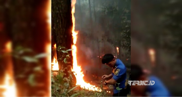 Lahan Pinus hutan pendidikan IPB Gunung Walat Terbakar Petugas Damkar Padamkan Api Gunakan alat seadanya