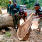 Cegah Pohon Tumbang Jalur Ngoro-Trawas, Babinsa Seloliman Bareng Instansi Terkait Lakukan Pruning