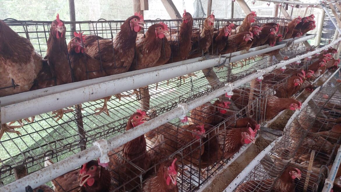 Melalui Program PUMK PT Timah Tbk, Dorong Niko Kembangkan Usaha Ayam Petelur