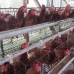 Melalui Program PUMK PT Timah Tbk, Dorong Niko Kembangkan Usaha Ayam Petelur