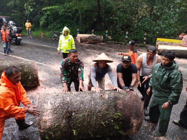 *Pohon Tumbang Tutup Akses Jalan, Koramil Pacet Bareng Polsek –  BPBD & Relawan Lakukan Evakuasi*