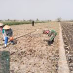 Bantu Para Petani, Babinsa Koramil Puri Aktif Dampingi Poktan Rawat Tanaman Jagung