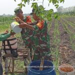 Babinsa Koramil Kemlagi Bantu Petani Percepatan Produksi Tanaman Jagung