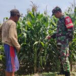 Wujudkan Ketahanan Pangan, Babinsa Koramil Pralon Aktif Dampingi Petani Jagung
