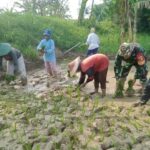 Kawal Program Hanpangan, Babinsa Pulorejo Koramil Dawar Dampingi Petani Tanam Padi Kawal Program Hanpangan, Babinsa Pulorejo Koramil Dawar Dampingi Petani Tanam Padi