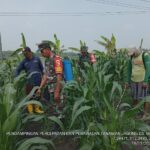 Dukung Program Hanpangan Nasional, Babinsa Koramil Kemlagi Bersama Poktan Lakukan Perawatan Tanaman Jagung