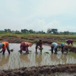 Dampingi Petani Tanam Padi, Babinsa Dlanggu Wujudkan Program Hen pangan