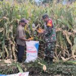 Tingkatkan Produksi Jagung, Babinsa Koramil 0815/14 Dlanggu Bareng Poktan Terus Bekerjasama Wujudkan Hanpangan