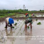 Penuh Semangat, Babinsa Koramil 0815/08 Dawarblandong Turun Ke Sawah Dampingi Petani Tanam Padi