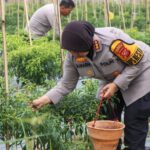 Kapolresta Cirebon Panen Cabai dan Pengecekan Lahan Program Ketahanan Pangan