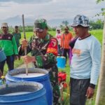 Gerdal Hama Wereng di Desa Sidorejo, Upaya Koramil 0815/07 Jetis Bareng Petani Jaga Produksi Padi