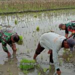 Babinsa Koramil 0815/05 Gedeg Dampingi Petani Tanam Padi Wujudkan Ketahanan Pangan Wilayah