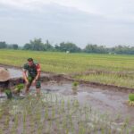 Babinsa Koramil 0815/11 Pungging Dampingi Petani Sukseskan Program Swasembada Pangan Di Sekargadung