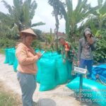 Babinsa Koramil Dlanggu Dampingi Penyerapan Gabah, Wujud Kepedulian TNI Terhadap Petani di Mojokerto