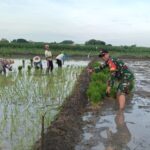 Komitmen Ketahanan Pangan, Koramil 0815/06 Kemlagi Intensifkan Pendampingan Tanam Padi