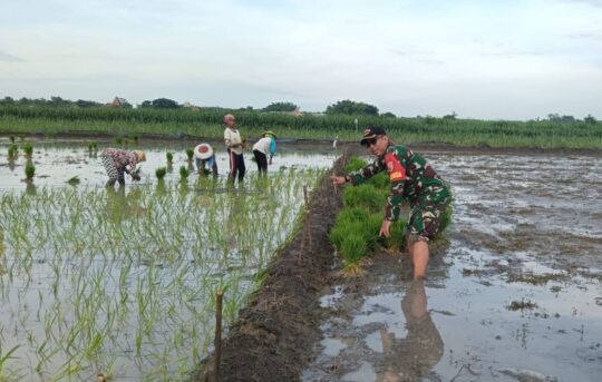Komitmen Ketahanan Pangan, Koramil 0815/06 Kemlagi Intensifkan Pendampingan Tanam Padi