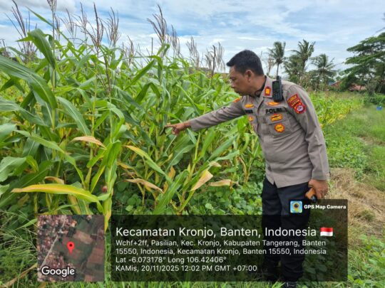 Kapolsek Kronjo Laksanakan Pengecekan Lahan Jagung Program Ketahanan Pangan “1 Desa 2 Hektare