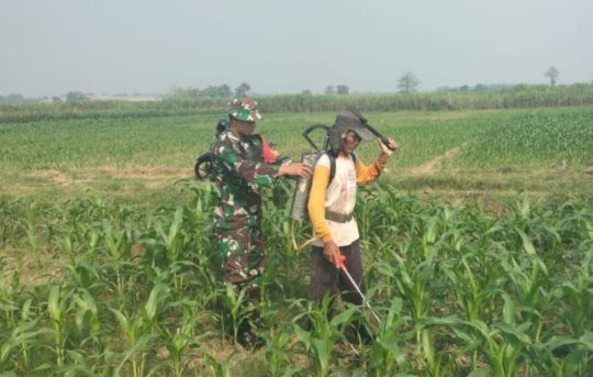 Babinsa Dampingi Petani Rawat Tanaman Jagung di Dusun Dungus, Dorong Produktivitas untuk Swasembada Pangan