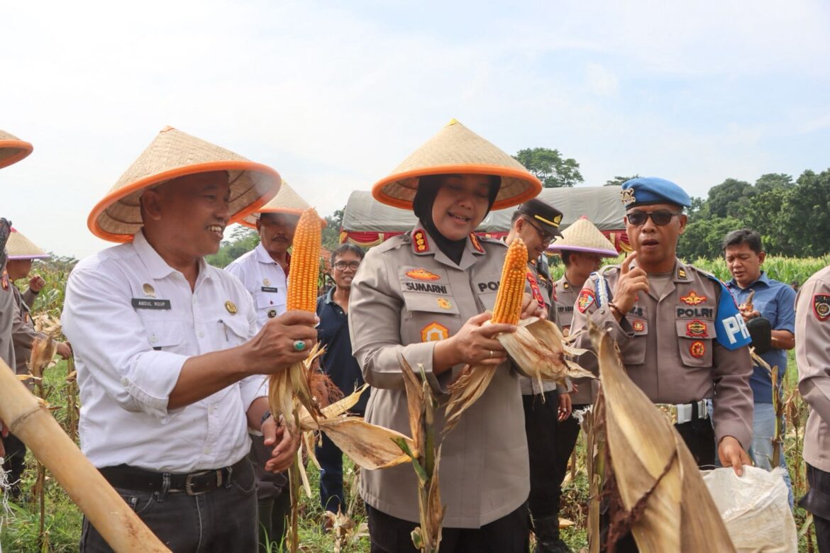 Polresta Cirebon Gelar Panen Jagung Pipil Dalam Rangka Mendukung Swasembada Pangan