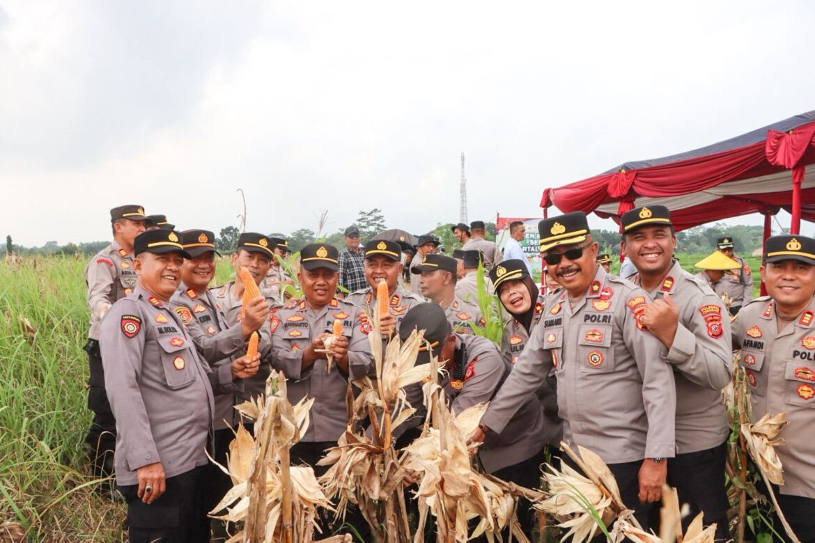 Polresta Cirebon Dukung Swasembada Pangan 2026, Panen Raya Jagung Serentak Hasilkan 3 Ton Jagung Pipil