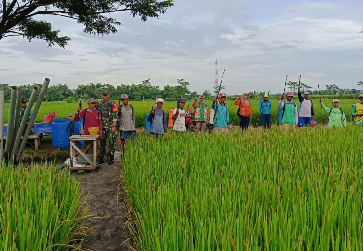 Koramil 0815/06 Bersama BPP Kecamatan Kemlagi Laksanakan Penyemprotan Serentak Cegah Penyakit Kresek pada Tanaman Padi