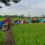 Koramil 0815/06 Bersama BPP Kecamatan Kemlagi Laksanakan Penyemprotan Serentak Cegah Penyakit Kresek pada Tanaman Padi