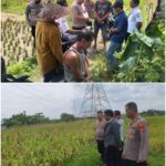 Kapolsek Kresek melakukan pengecekan pertumbuhan pohon Jagung di Desa Pasirampo