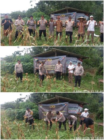 Kapolsek Panongan Menghadiri Panen Jagung Hibrida, Polri Perkuat Peran dalam Ketahanan Pangan Nasional