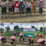 Kapolsek Kresek laksanakan Penanaman Jagung Hibrida Program 1 Desa 2 Hektare di Desa Talok Kapolsek Kresek laksanakan Penanaman Jagung Hibrida Program 1 Desa 2 Hektare di Desa Talok