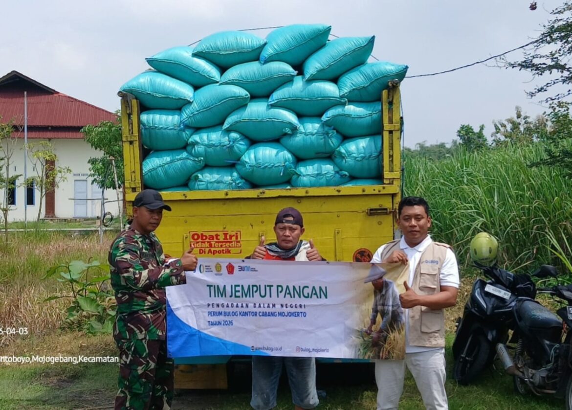 Koramil 0815/06 Kemlagi Kawal Sergab, Pastikan Hasil Panen Petani Terserap Optimal