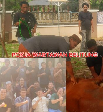 Pokja Wartawan Belitung Salurkan Kurban Sapi dan Kambing di Idul Adha 1447 H