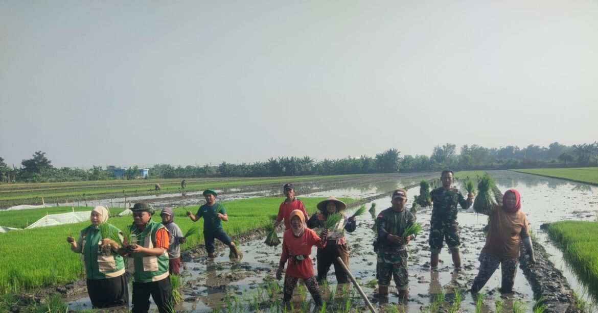 Babinsa Pos Ramil 0815/20 Mojoanyar Dampingi Tanam Padi Serentak di Desa Sadartengah