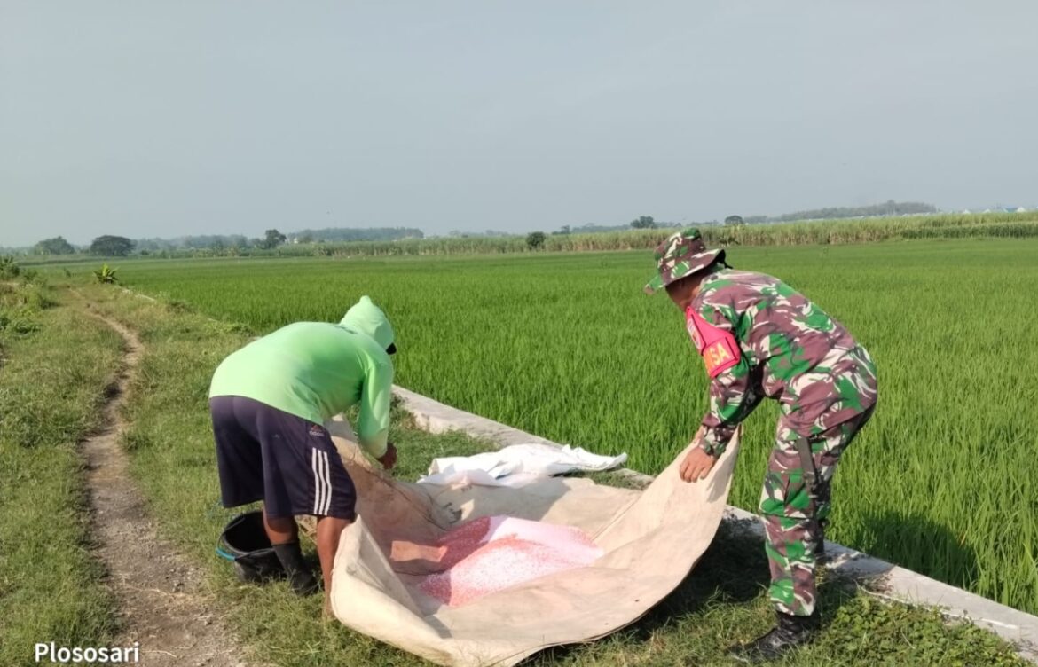 Babinsa Dampingi Pemupukan Padi, Danramil 0815/04 Puri: Langkah Nyata Jaga Produktivitas dan Ketahanan Pangan