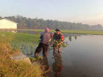 Babinsa Koramil 0815/09 Mojosari Dampingi Petani Tanam Padi, Perkuat Semangat Swasembada Pangan di Modopuro