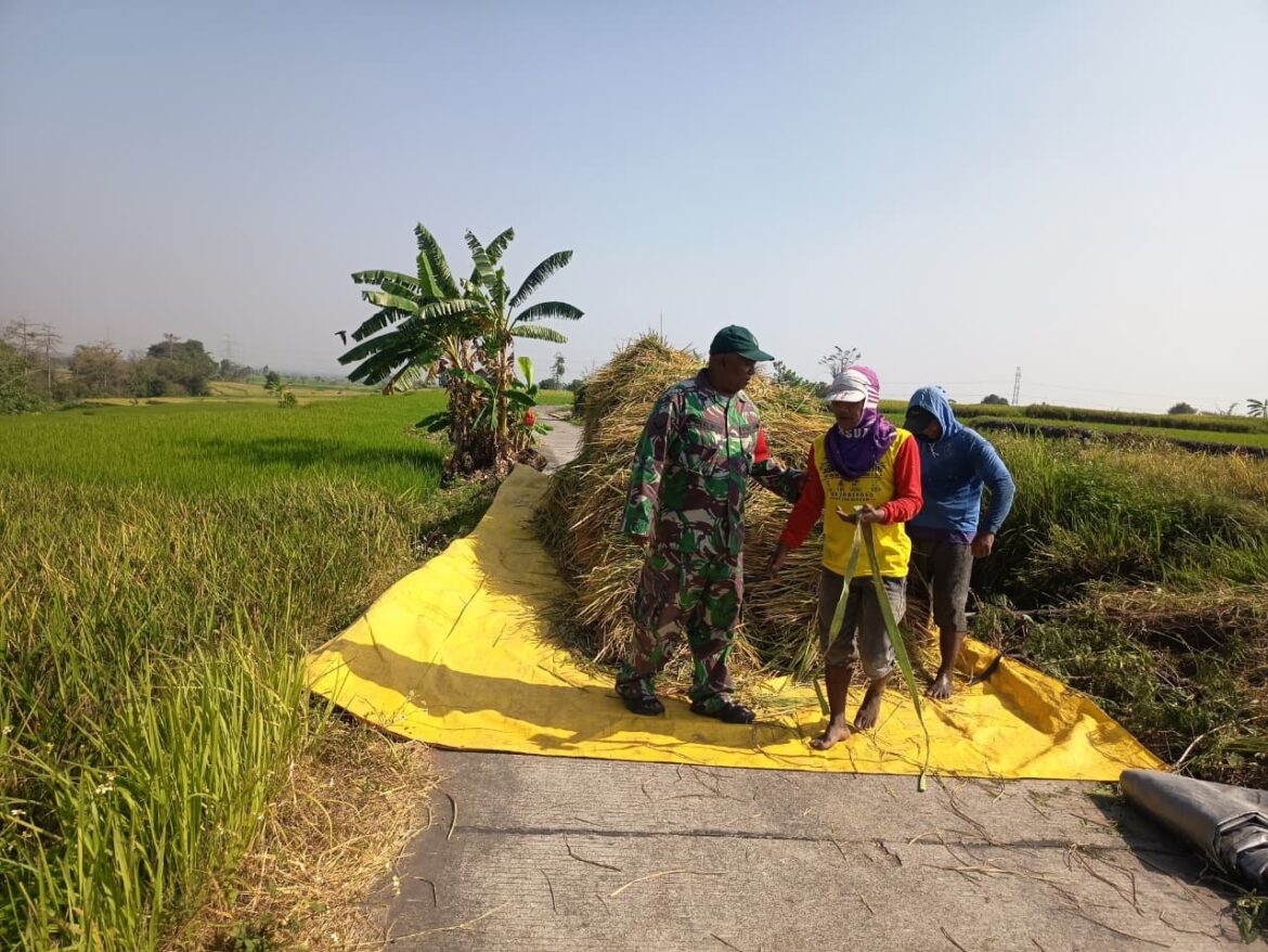 Babinsa Koramil 0815/18 Gondang Kawal Panen Padi Petani, Perkuat Ketahanan Pangan di Wilayah Binaan