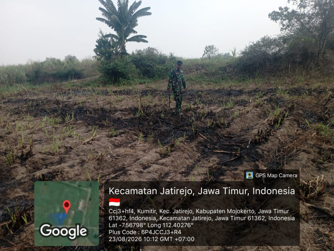 Respons Cepat Babinsa Jatirejo, Titik Api di Lahan Tebu Kumitir Berhasil Dipadamkan