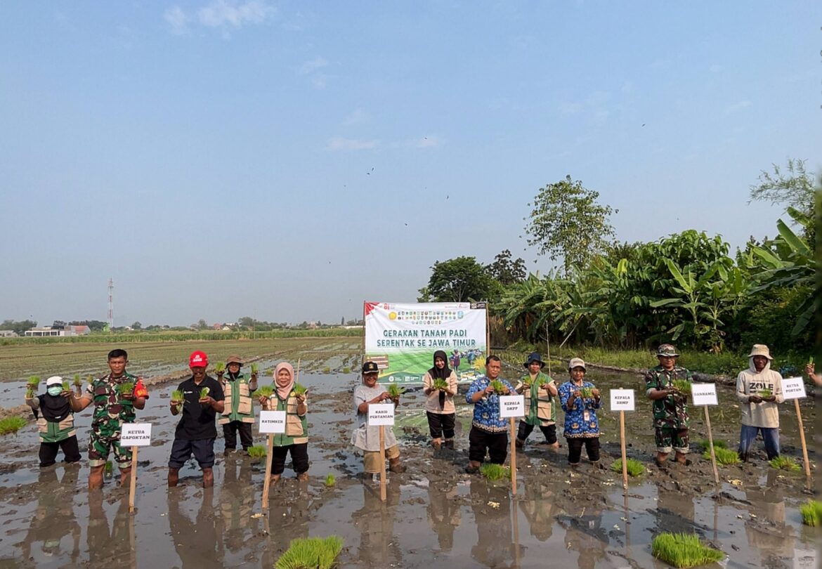 Koramil 0815/01 Pralon Bersama Petani Perkuat Ketahanan Pangan Lewat Gerakan Tanam Padi Serentak